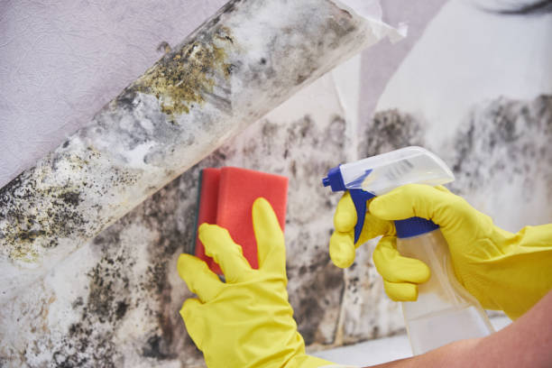 Professional Mold Removal Services in Crooksville, OH